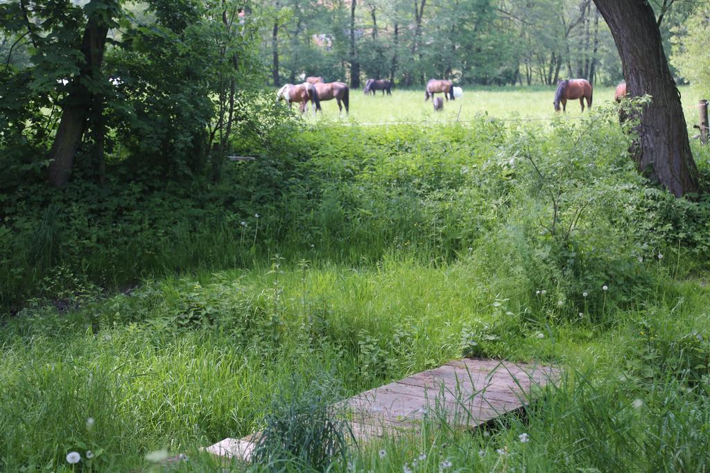 Gospodarstwo Agroturystyczne Stary Mlyn Wilczkowice Michalowice  Εξωτερικό φωτογραφία