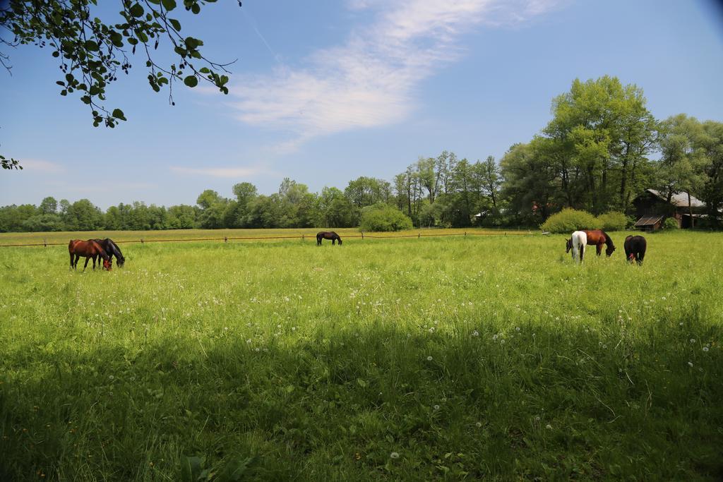 Gospodarstwo Agroturystyczne Stary Mlyn Wilczkowice Michalowice  Εξωτερικό φωτογραφία